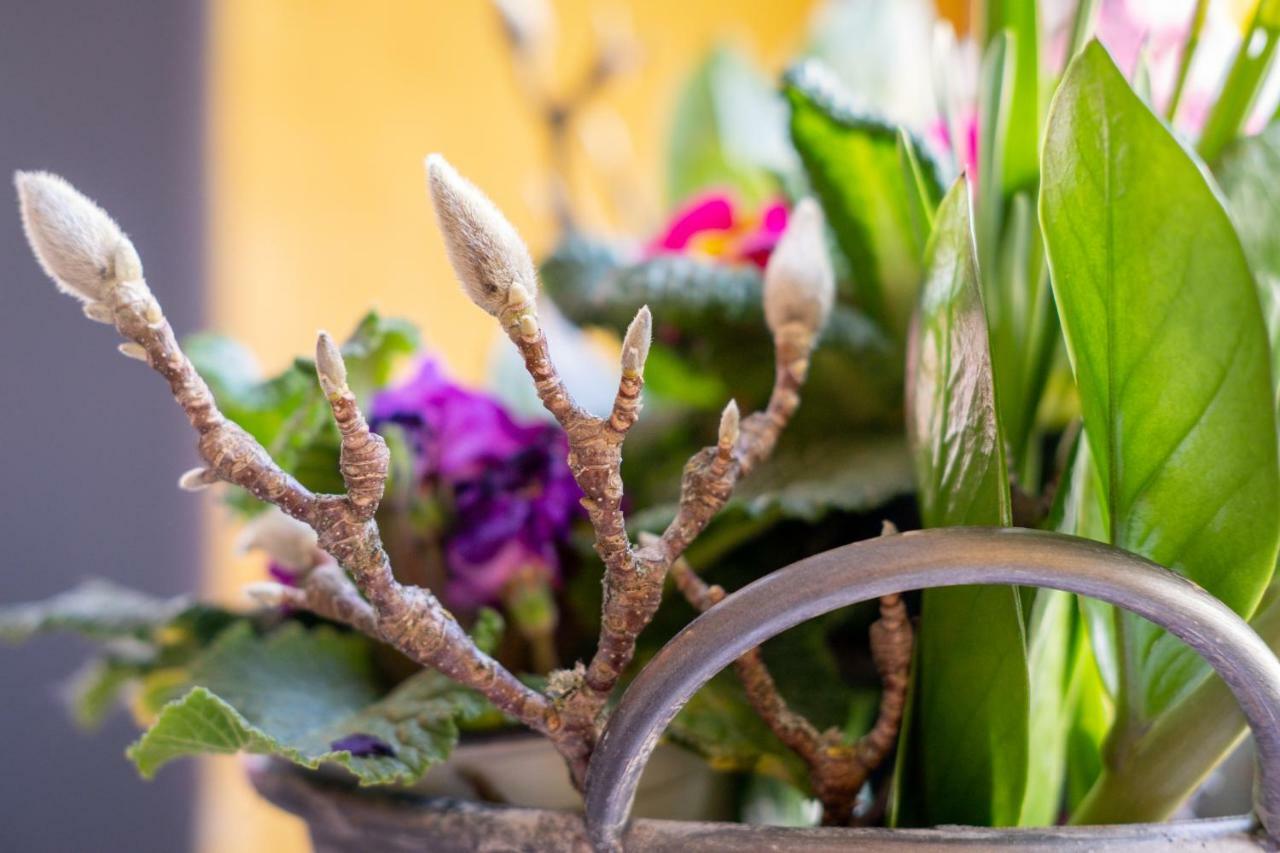 Das Mietwerk - Bed & Breakfast Lindau  Bagian luar foto
